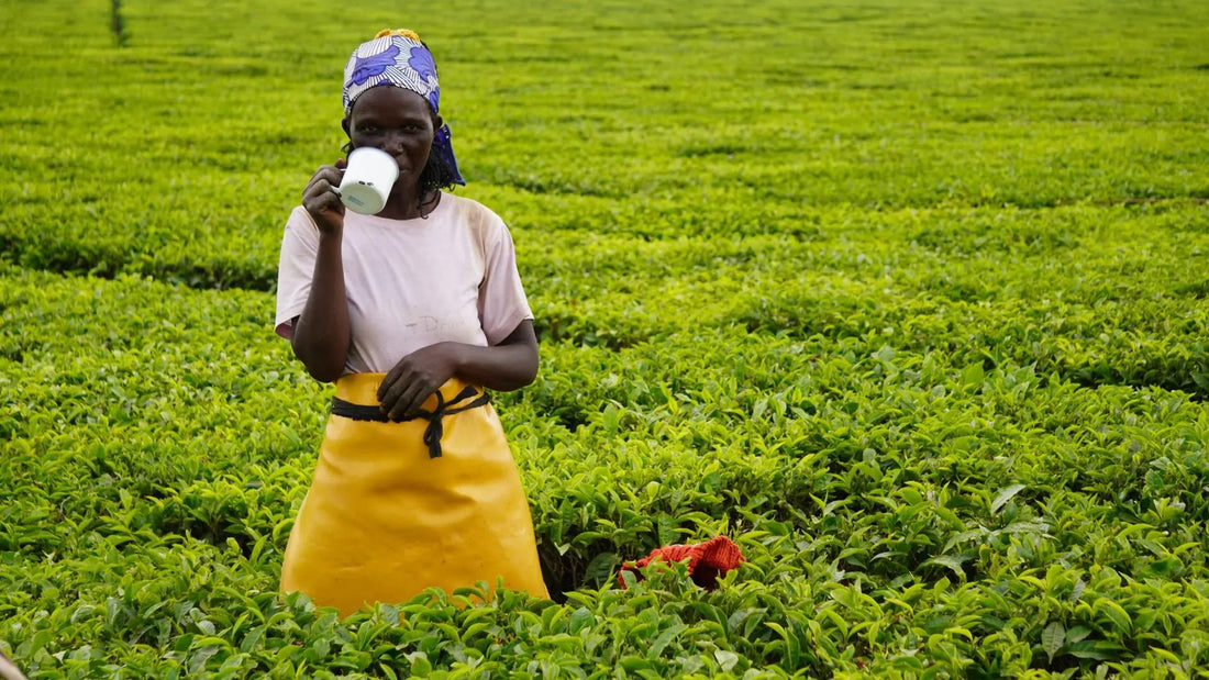 Kenyan tea leaves and a Kenyan lady farmer taking a cup of freshly brewed black tea