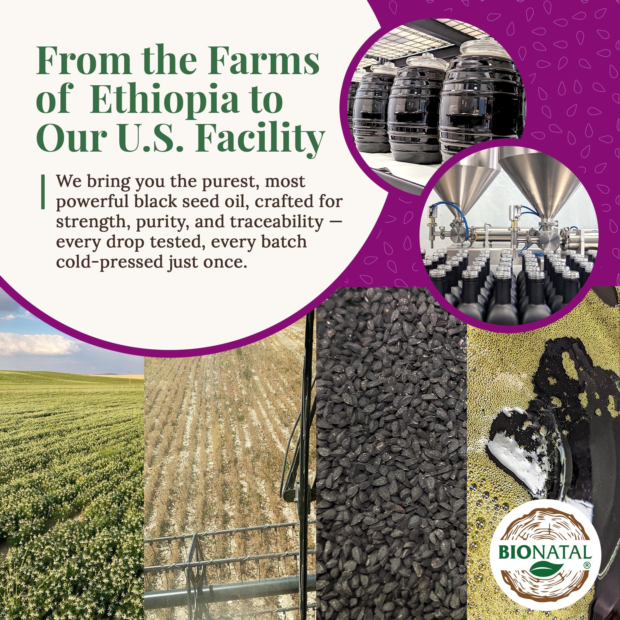 Ethiopian Black Seed Oil 5oz (GLASS)
