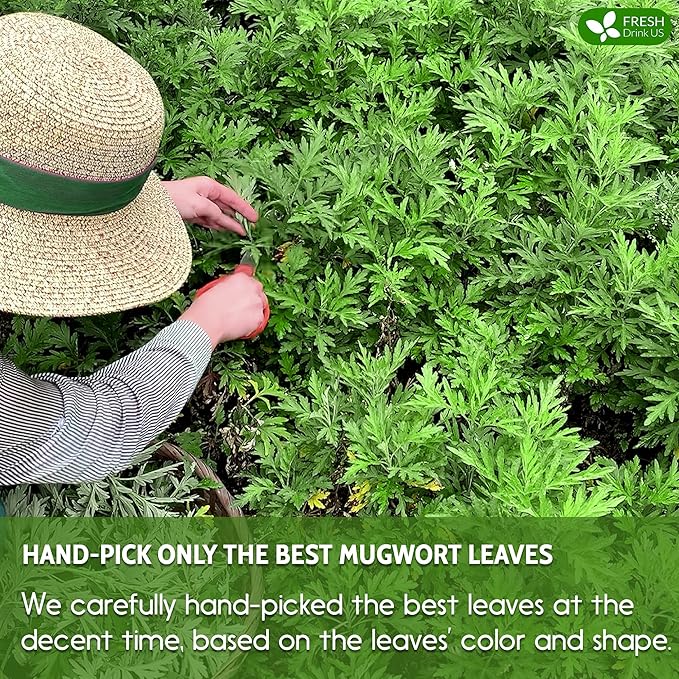 FreshDrinkUS, Premium 90 Mugwort Leaf Tea Bags, 100% Natural and Pure Mugwort Leaves. Loose Leaf Mugwort Herbal Tea. Mugwort Leaf Tea. No Sugar, No Caffeine, No Gluten, Vegan. (90 Tea Bags)