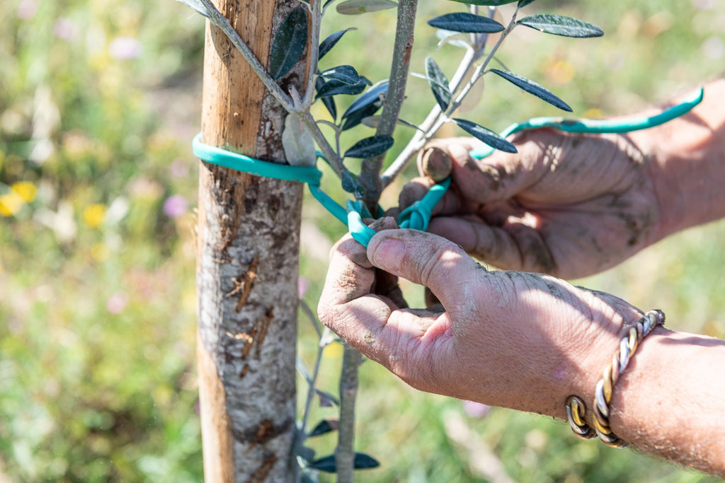 Intense Extra Virgin Olive Oil | Intosso Olive Oil Imported from Abruzzo, Italy