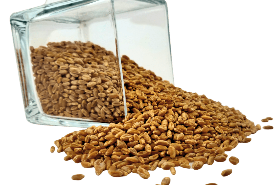 Wheat Berries, Hard Red, Winter Wheat, Wheat Montana