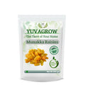 Yuvagrow Munakka Raisins