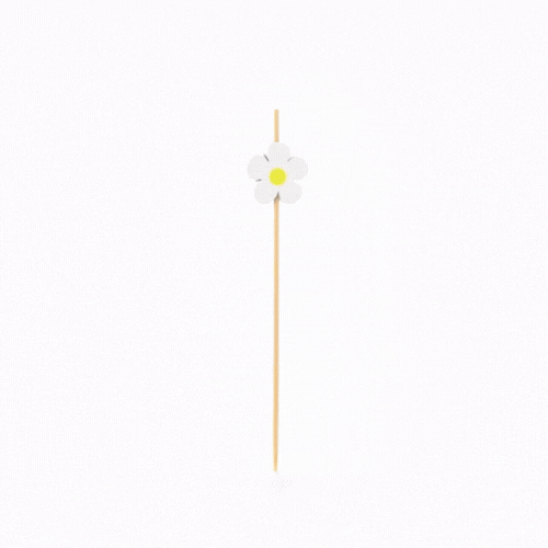 Pixy White Bamboo Daisy Pick - 4 3/4" - 1000 count box