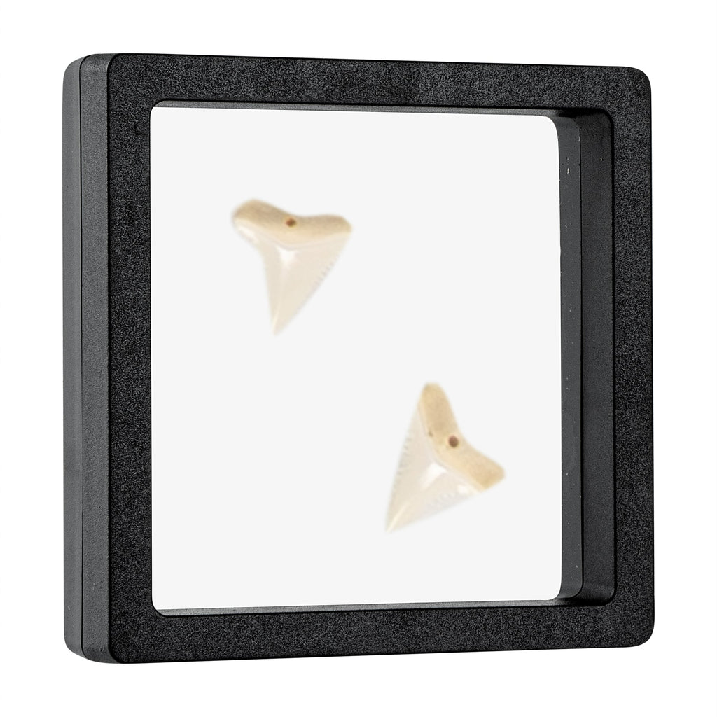 Display Tek Square Black Plastic 3D Floating Display Case - 3 1/2" x 3 1/2" x 3/4" - 10 count box