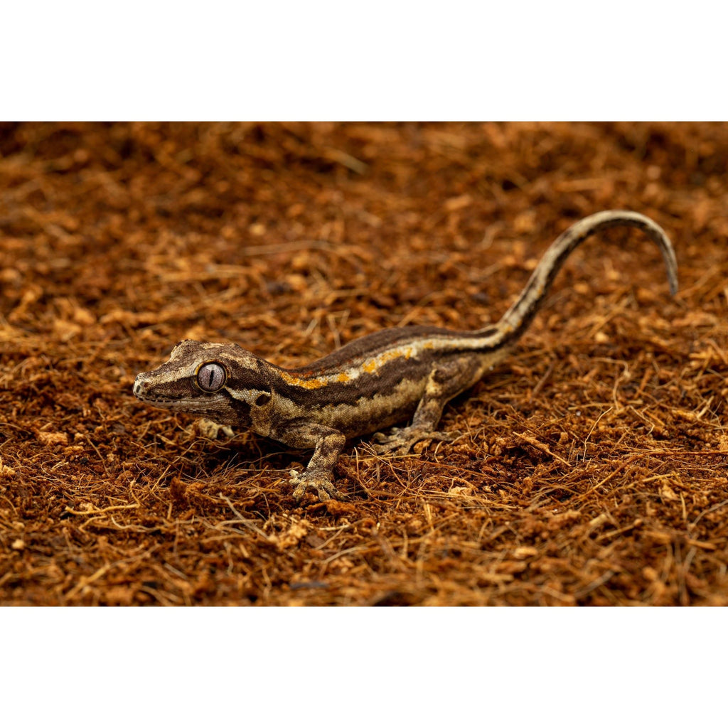ReptiEarth Breeder Blocks and Bundles