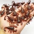 Fake Roach and Bug Set | Halloween Prank Props