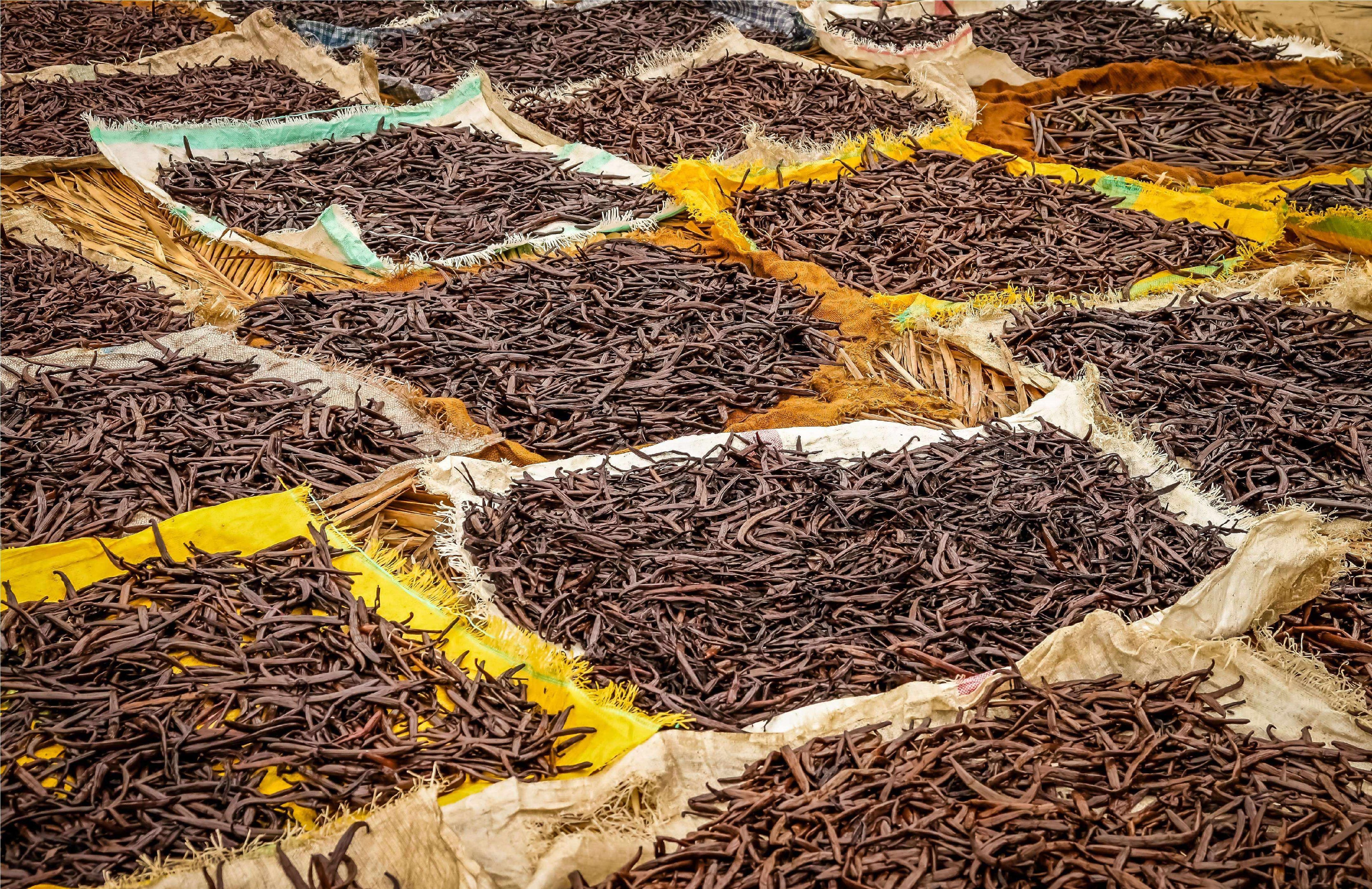 Organic Madagascar Vanilla Beans - Whole Grade B Pods for Extract Making