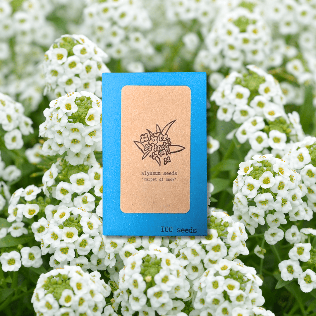 Alyssum Seeds