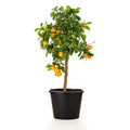 Calamondin Orange Bush