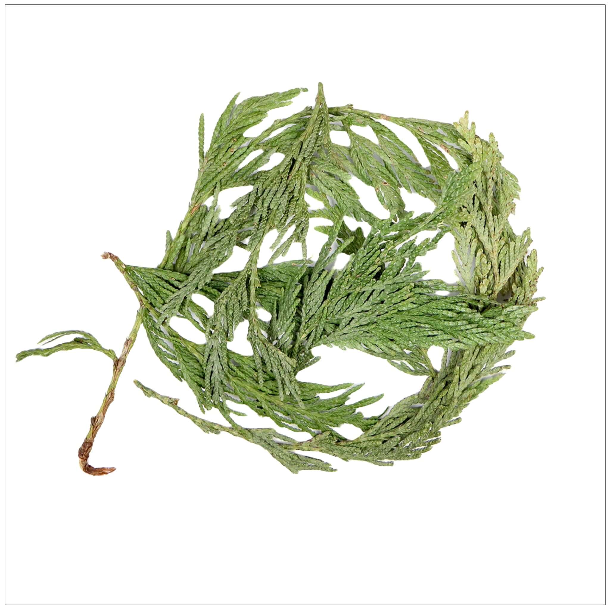 Cedar Tips