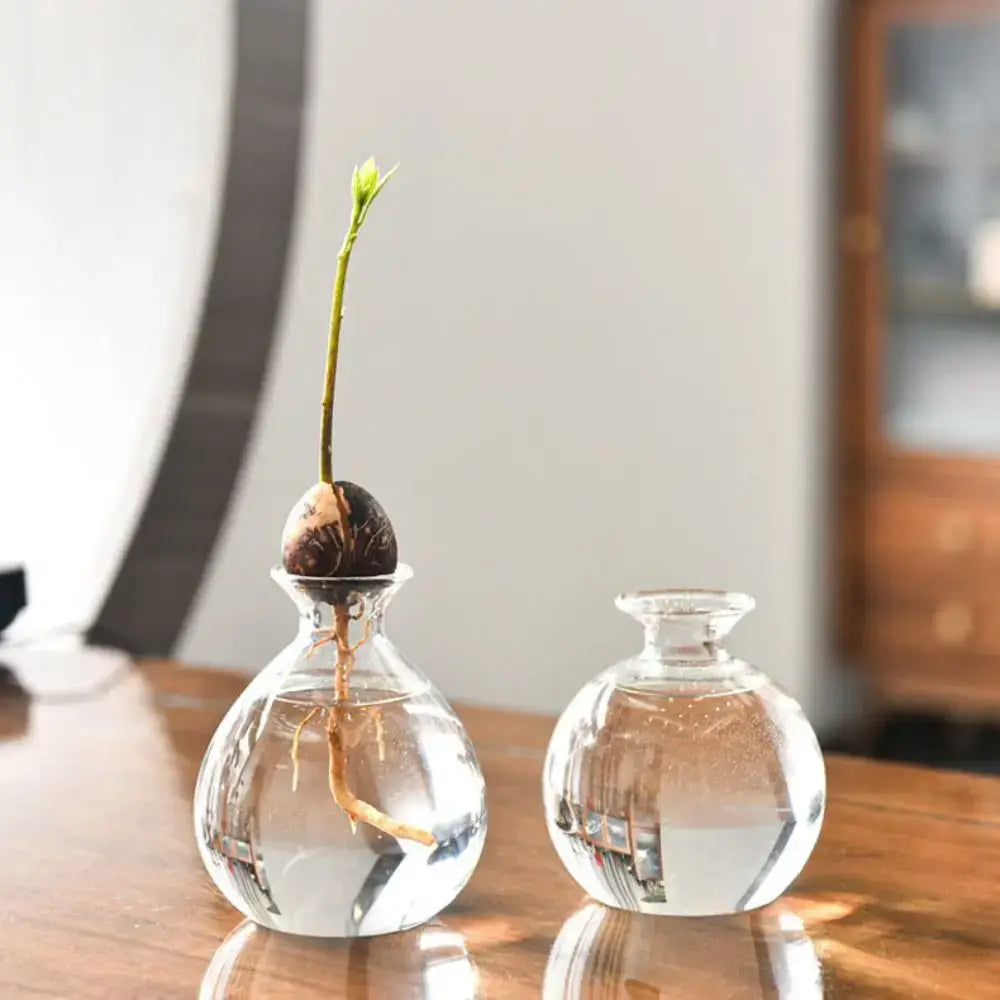 Clear glass hydroponic avocado starter kit kitchen decor growing vase