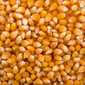 Popcorn Kernels