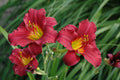 Daylily Bare Root Plants - Ruby Stella Variety - Hemerocallis - 25 Count for Garden Landscaping