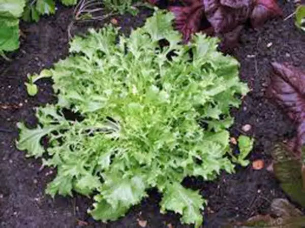 Lettuce Seeds, 500 Seeds, Endive Broadleaf Batavian, Heirloom, Non-GMO