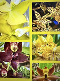 Cyc Orchid Plants - Small Bulb - Bare Root - Select Variety (Cycnoches)