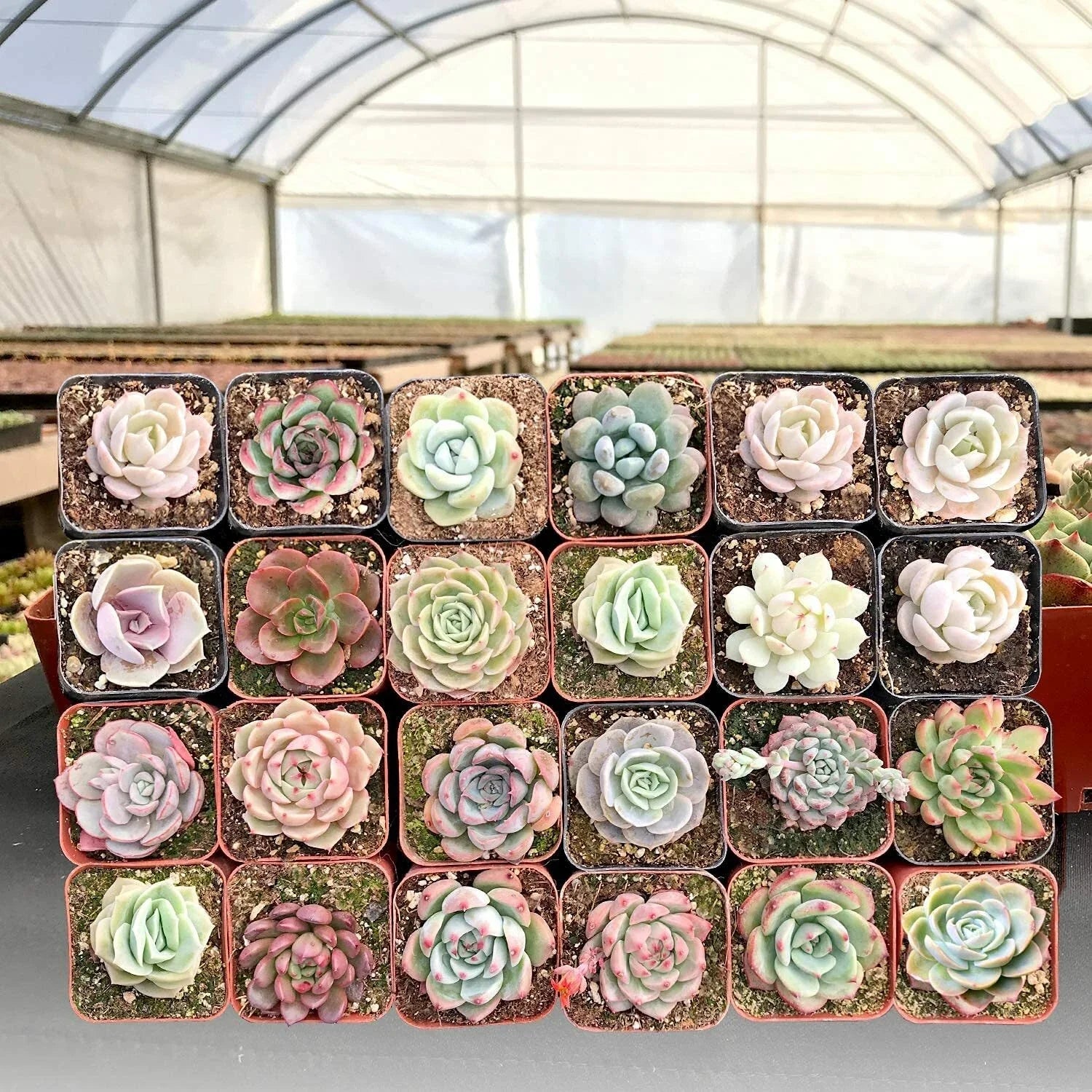 2" Live Assorted Echeveria Succulents - 30 Packs for Wall Decor - Perfect for Indoor Gardening - Echeveria spp.