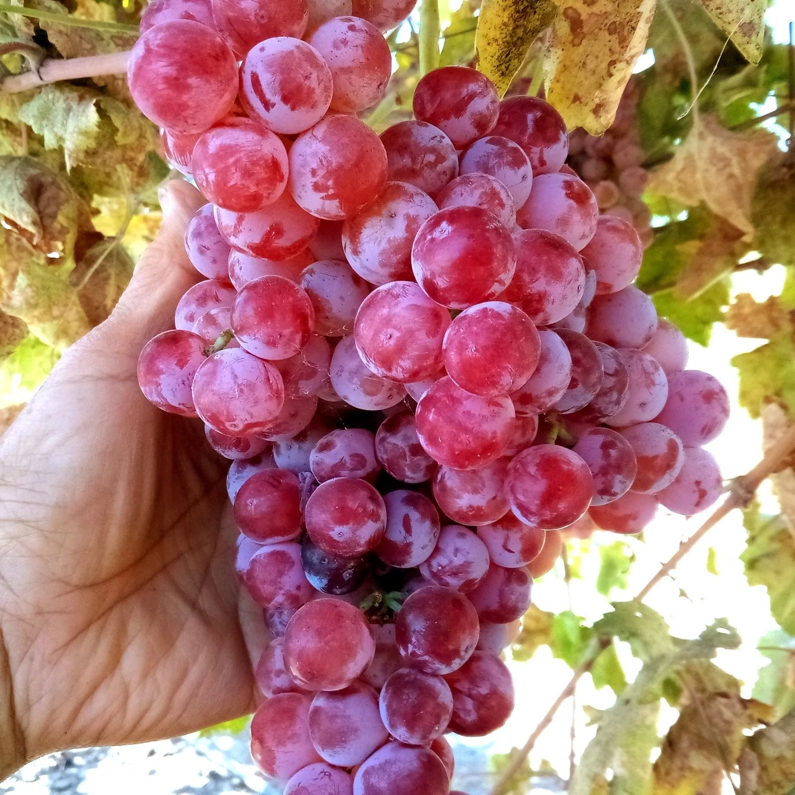 Globe Seedless Grape Vine Cuttings – 10 Thin Vitis vinifera Cuttings for Propagation