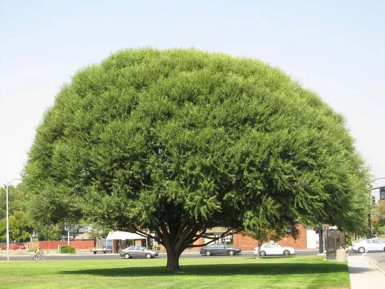 Globe Willow Tree Cuttings – 25 Live Unrooted Salix Cuttings for Shade and Privacy Tree Growing