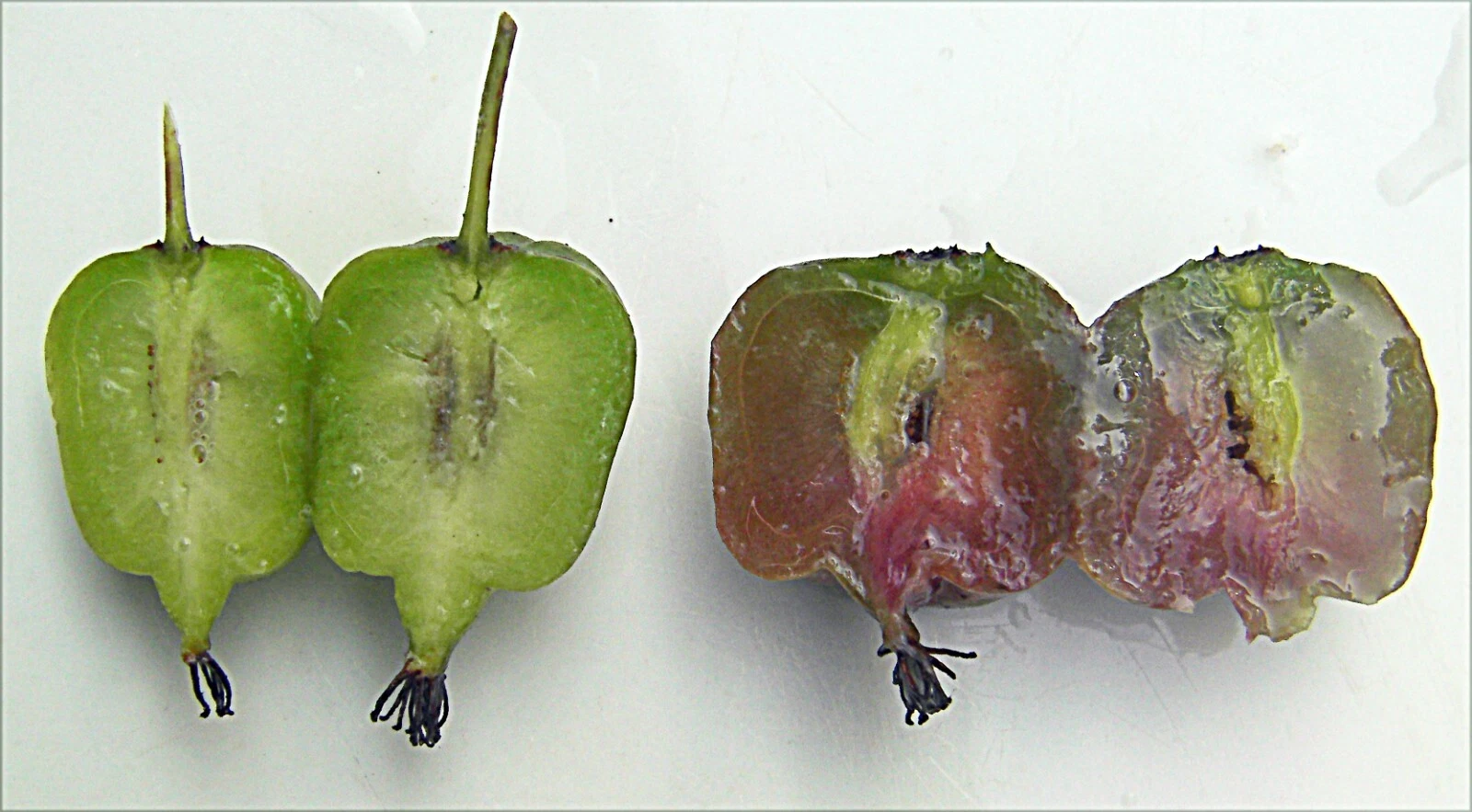 Seedless Hardy Kiwi Vine Cuttings – 10 Thin Actinidia deliciosa Cuttings for Propagation