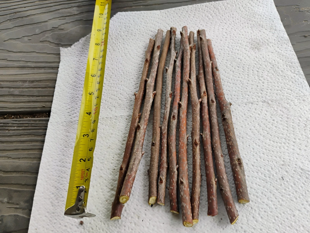 Fuyu Persimmon Tree Cuttings – 10 Unrooted 8 Inch Diospyros kaki Cuttings for Grafting and Propagation