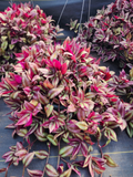 Tradescantia Zebrina Cuttings – 20 Wandering Jew Plant Cuttings, 8–12 Inch Trailing Houseplant for Propagation