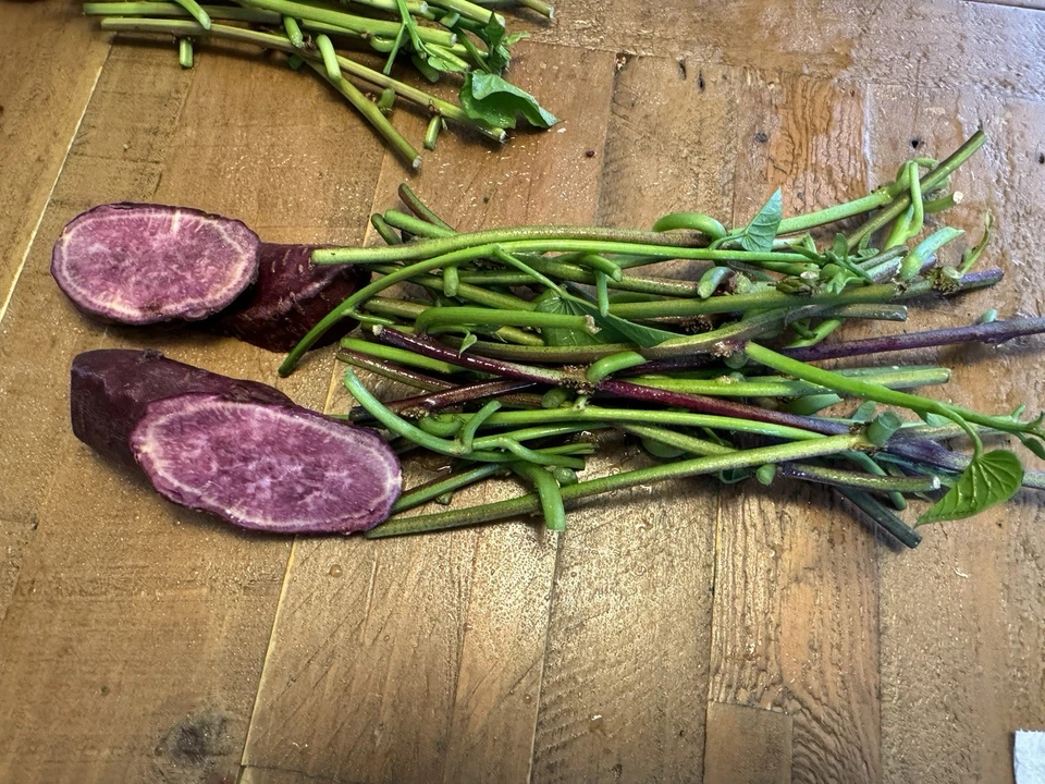 Japanese Molokai Sweet Purple Potato Slips – 25 Live Ipomoea batatas Cuttings for Garden Planting