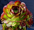 Aeonium Durango Succulent Cuttings – 2 Live Unrooted Aeonium Cuttings for Propagation