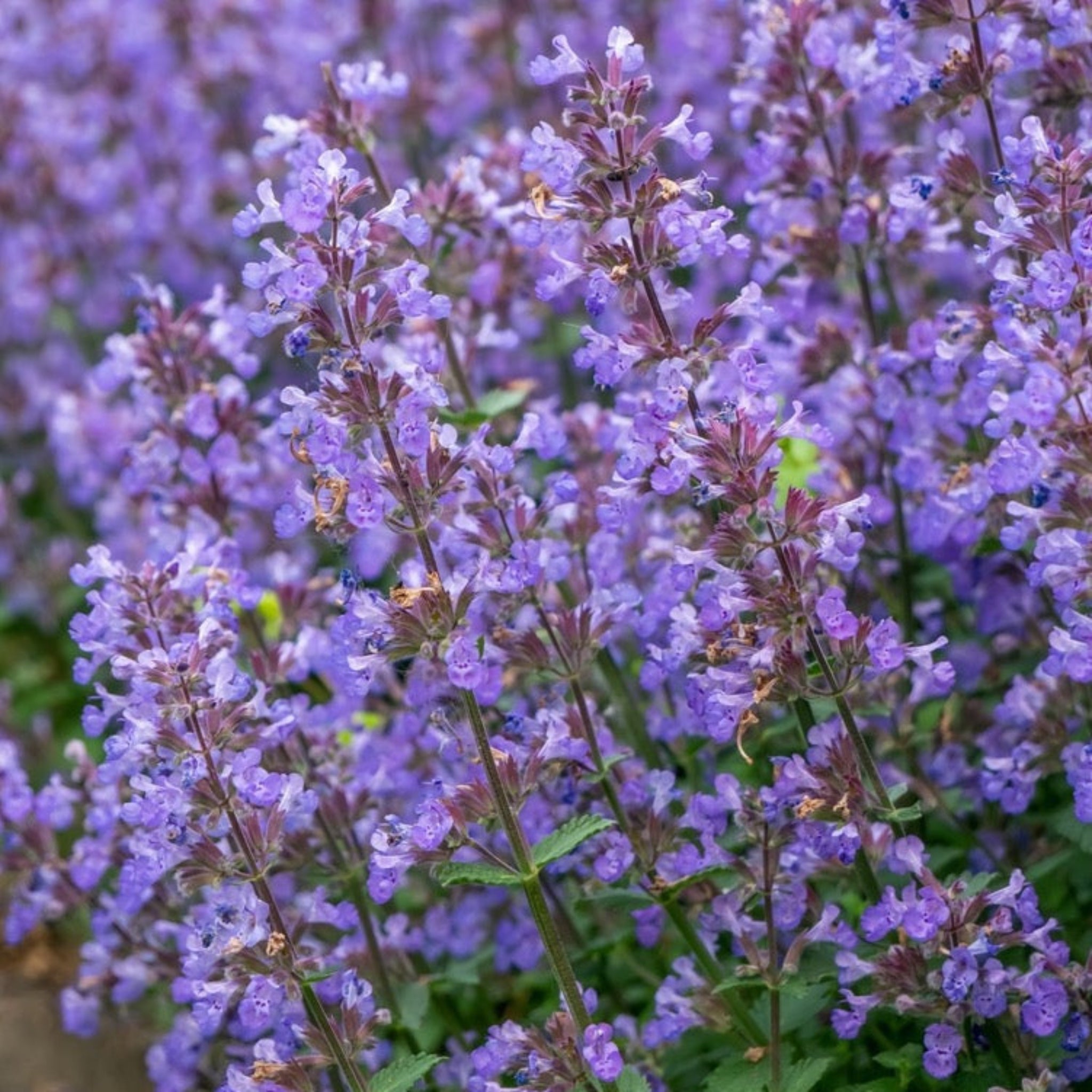 Picture Purrfect Catmint