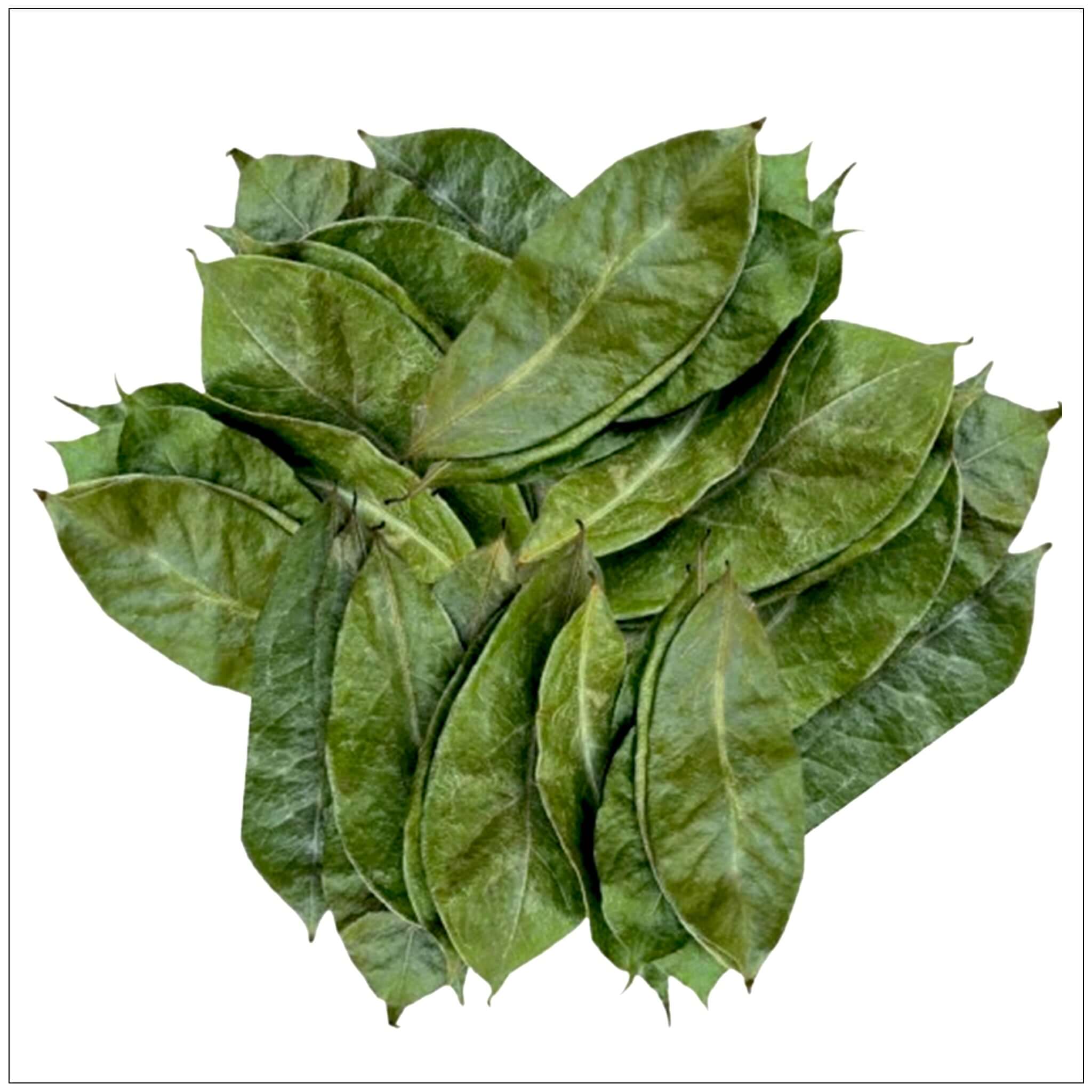 Soursop Leaf Dried Natural Non GMO