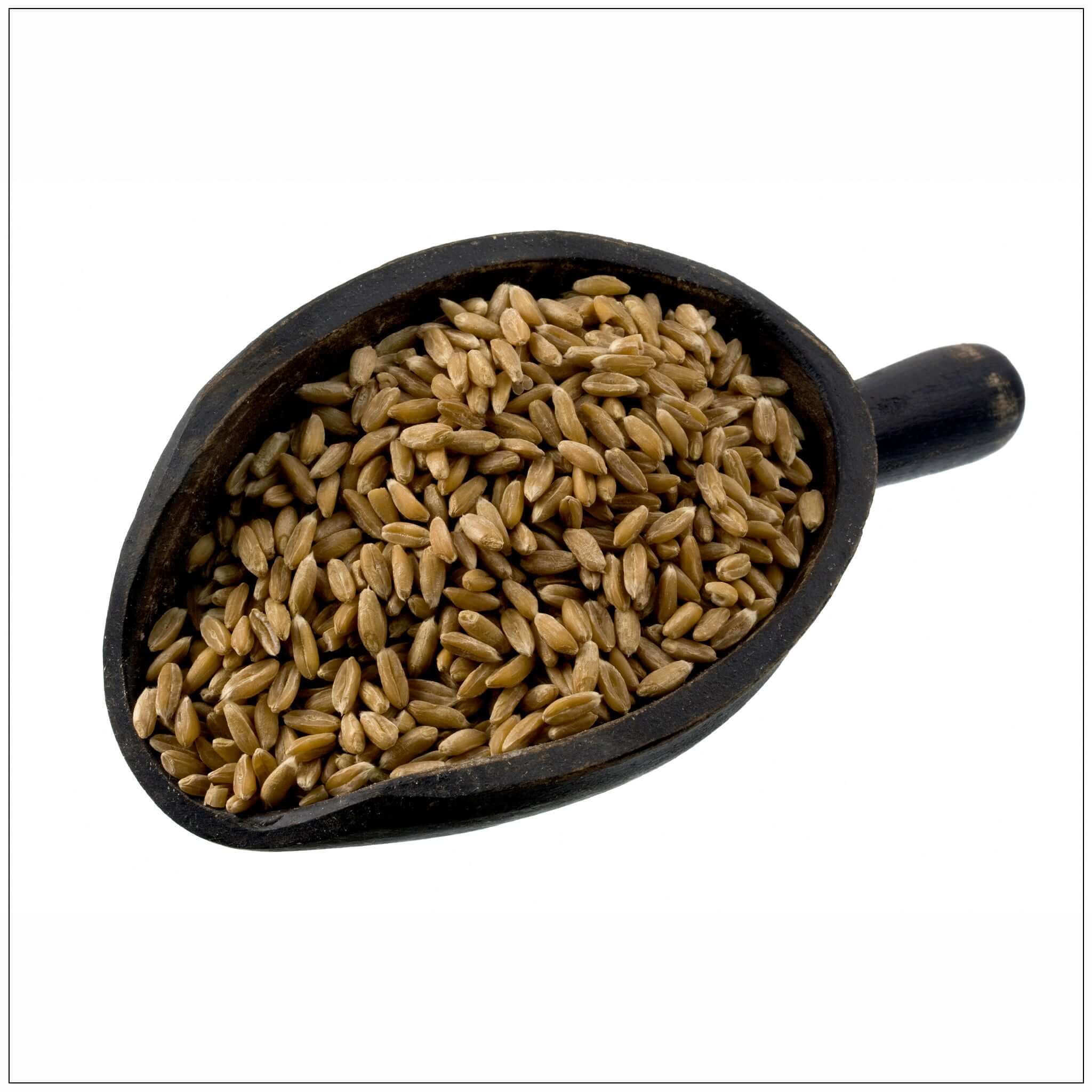 Spelt Berries